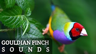 Gouldian Finch Sounds [upl. by Mott656]