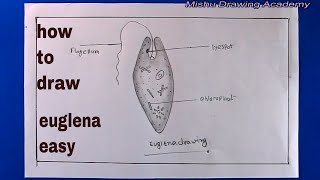 How TO Draw euglena easydraw Euglena Viridis diagram [upl. by Reidid]