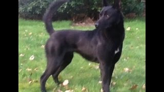 KNPV extreme hard attack black malinois Logan [upl. by Erdnua893]