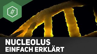 Nucleolus  einfach erklärt [upl. by Muna216]