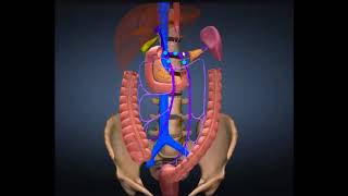 SISTEMA VENOSO PORTAL HEPÁTICO [upl. by Otsuaf842]
