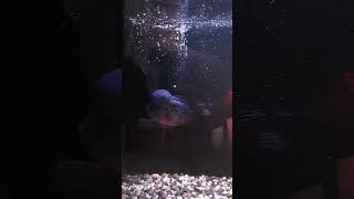 Feeding the Flowerhorn Cichlid someone called him Mega Mind lol Flowerhorn Cichlid cichildfish [upl. by Klayman]