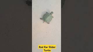 Turtle Running turtle redearedslider ytstudio ytshortsvideo pets [upl. by Ahseyt]