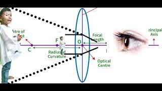 Convex lens  Light  Working of Lens [upl. by Eidorb]