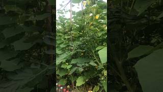 PLANTING Tomato and Cucumber in One Plot intercropping [upl. by Melinde284]