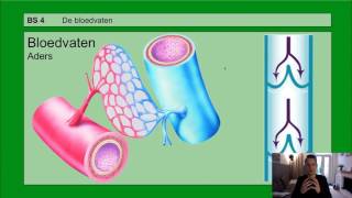 VMBO HAVO 2  Bloedsomloop  Basisstof 4 De bloedvaten [upl. by Pfeifer746]