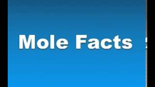 Mole Facts  Facts About Moles [upl. by Eey]