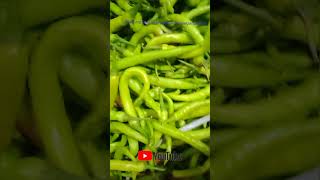 Green chillies health benefits ytshorts greenchilli telugupopulartvhealth gardening amazing [upl. by Nylegna]