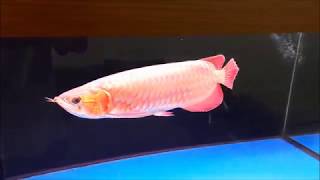 My Arowana Collection amp Aquarium Tour [upl. by Maxim615]