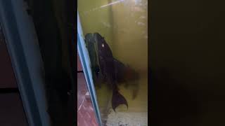 Zombie fish 😰😨😱 viralvideo shorts [upl. by Ytirehc]