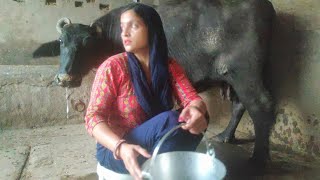 Shaam ki Dhamakedar clear Udders Milking 😱 [upl. by Yeltihw315]