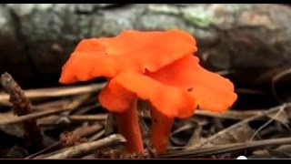 Collecting Wild Edible Mushrooms HD [upl. by Camp452]