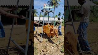 cow lefting machine cow cowlifting kpkpigfarm [upl. by Fagen]