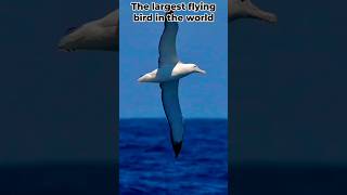 A brief introduction to the 😄albatross🥰 the worlds largest flying bird viral youtubeshorts [upl. by Bandur]