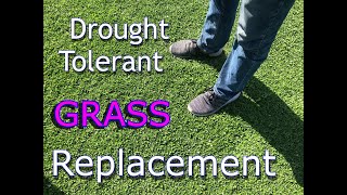 Best Drought Tolerant Grass  Kurapia Sod  Grass Alternative 2023 [upl. by Eelynnhoj900]