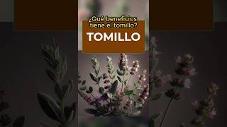 Beneficios del Tomillo cómo hacer la infusión [upl. by Hizar]