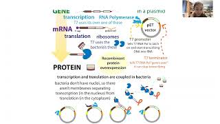 Recombinant protein expression in bacteria using the inducible T7pET system [upl. by Nednerb]