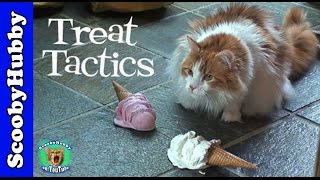 Treat Tactics  Cat Clips 13 [upl. by Hellah606]