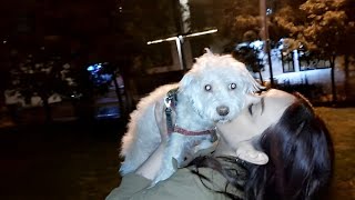 IRAN TEHRAN CITY  THE CULTURE OF PET LIFE  ME AND SCHNOODLE DOG  NAMED TIBEN [upl. by Arded]