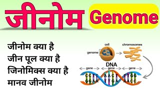 जीनोम क्या है  मानव जीनोम  what is genome  Human Genome  gene pool  genomics biology ScienceSK [upl. by Fabian919]