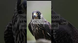 The peregrine falcon is the worlds fastest bird facts shorts ytshorts naturefacts fastest [upl. by Zacks]