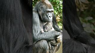 Silverback Gorilla Beating His Chest mountaingorilla gorilla animals wildlife [upl. by Supen]