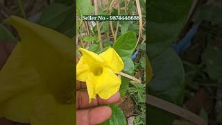 mandevilla creeper plant red yellow pink white 💐 mandevilla vine plant online buy plant nursery [upl. by Eitsyrk]