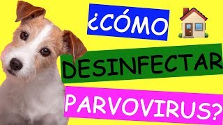 Cómo Limpiar y DESINFECTAR la Casa de PARVOVIRUS CANINO [upl. by Hadihahs]