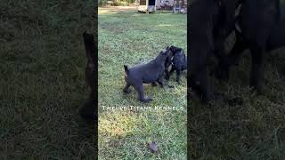 The elementary school pups are headed to recess✨ wasabispetstore TwelveTitansKennels canecorso [upl. by Risan]