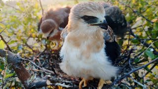 Baby kite bird taking a walk in nest and surroundings BirdPlusAnimals [upl. by Litha]