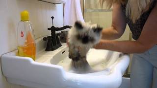 Kitties Bath Time  How to Give a Kitty a Bath  Victorian Gardens CatteryMP4 [upl. by Alpheus]