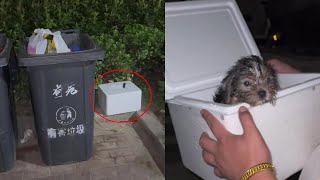 In a Styrofoam box by the trash a tiny puppy cries out desperate for love and a chance to survive [upl. by Inalial807]