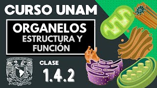 🌱 Organelos celulares Estructura y función  PARTE 2  Examen UNAM  Biología  La célula [upl. by Hamimej]