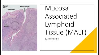 Histology  Mucosa Associated Lymphoid Tissue [upl. by Elrebmik30]