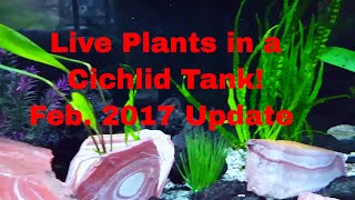 Cichlids LIVE PLANT UPDATE 19 Feb 17 [upl. by Telford]