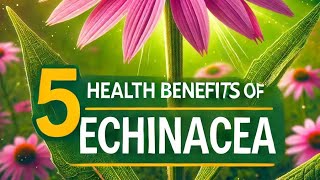 Top 5 Health Benefits of Echinacea [upl. by Karolyn]