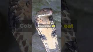 Facts About King Cobras [upl. by Abijah]