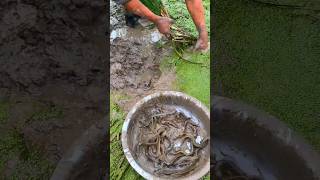 Catching loaches in the rice fields🌾 satisfying shorts [upl. by Bach]