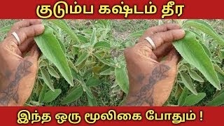 பேய் மிரட்டி  Pei viratti   பெரும் தும்பை  ANISOMELES MALABARICA [upl. by Sikes]