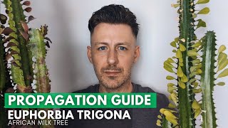 Euphorbia Trigona African Milk Tree Propagation  Updates [upl. by Garwood347]