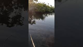 Initially spooked this fish but persuaded him to bite fishing shorts paddleboard kayakfishing [upl. by Cesaro]