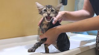 A kitten who hates meowing in the first bath becomes quiet after washing his face [upl. by Lise71]