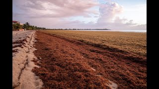 Sargassum Cleanup 2023 [upl. by Ahsinyar]