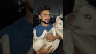 Tuffy bhi karva chauth Mana raha hai 😀 karvachauth karvachauth2024 tuffy pets petslover vlog [upl. by Einnor]