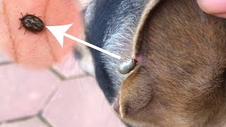 Help Remove Big Ticks From My Poor Dog [upl. by Ruby]