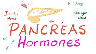 The Endocrine Pancreas Insulin Glucagon amp Somatostatin [upl. by Redford]