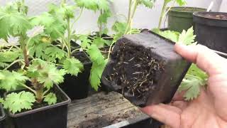 Delphiniums grown in pots [upl. by Lillian]