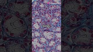 Protein Blocking Bone Growth Future Osteoporosis Treatment science bones osteoporosis ytshorts [upl. by Argent]