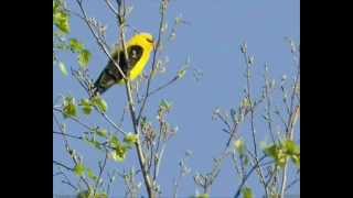 Volungė  Golden Oriole [upl. by Ratib]