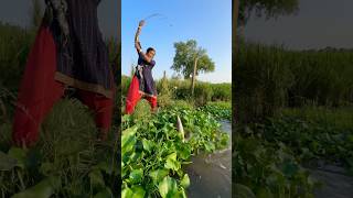 Lady Catch Dangerous Fish With Hook  village Fishing sikol Fishing fishingmethods hookfishtrap [upl. by Shaughnessy]